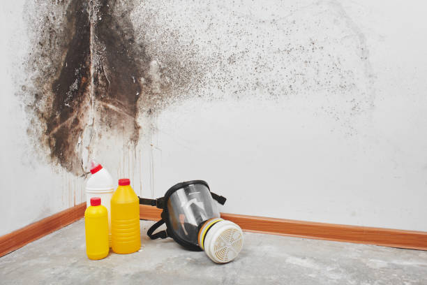 Best Health and Safety Mold Remediation in Benjamin, UT