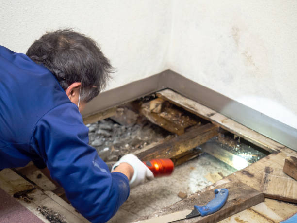 Best HVAC Mold Remediation in Benjamin, UT