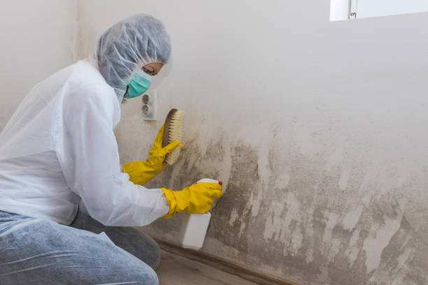 Best Emergency Mold Remediation in Benjamin, UT