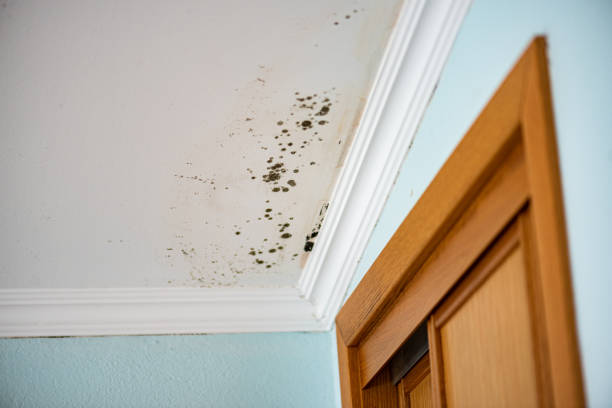 Best Preventive Mold Services in Benjamin, UT