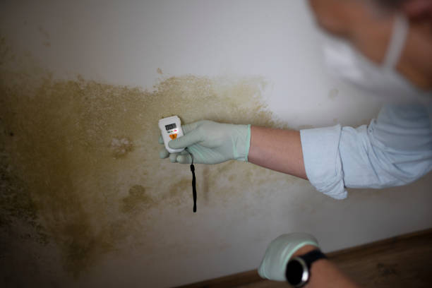 Best DIY Mold Remediation Support Services in Benjamin, UT