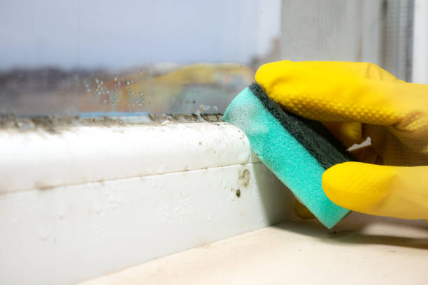 Best Commercial Mold Remediation in Benjamin, UT