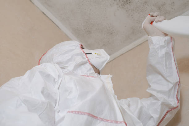 Trusted Benjamin, UT Mold Remediation Experts