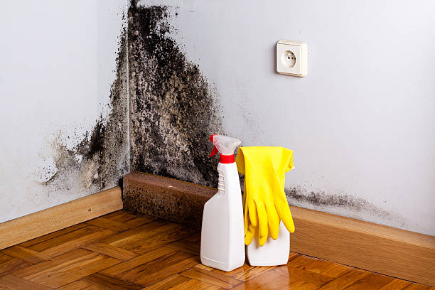 Best Post-Flood Mold Remediation in Benjamin, UT