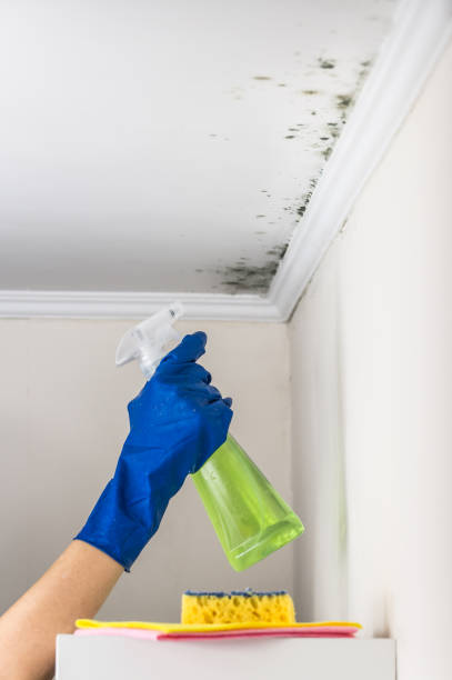 Best Kitchen Mold Remediation in Benjamin, UT